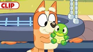 Bluey Season 3 Episode 30 "Turtle Boy" Episode Clip | @disneyjunior | @BlueyOfficialChannel​