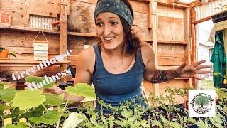 Greenhouse Madness |VLOG| Whispering Willow Farm