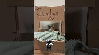 Very cool  #cat #entertaininganimals #funnyanimal #funnycat #catsofyoutube #funnypet