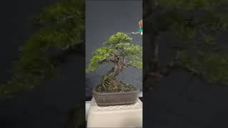 bonsai cucur atap Bangka Belitung #bonsai #shortsbonsai #shorts