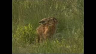 Steckbrief Natur Teil 10 Hasen Kaninchen