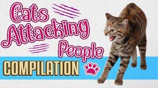 Cats Attacking People Compilation  |  Funny Angry Cat Attack Videos