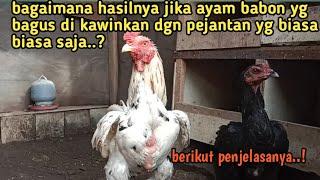 bagaimana hasilnya jika indukan ayam betina berkuwalitas bagus X  pemacek yang biasa biasa saja..?