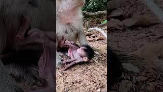 Very active newborn monkey baby