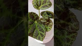Begonia Kalimantan