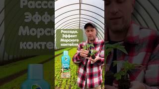 Рассада. Удобрение. Эффект "Морского коктейля"