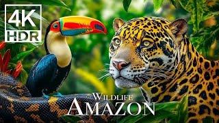 4K HDR WORLD TOUR AMAZON ANIMALS.