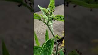 Aphid infestation