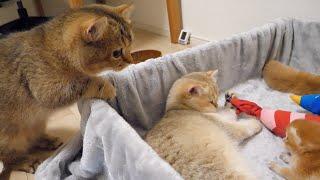 Cat Pucca is almost a mother cat, and cat Charo and owner are surprised!