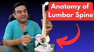 Brief ANATOMY of the LUMBAR SPINE | Essential Insights for HEALTH PROFESSIONALS