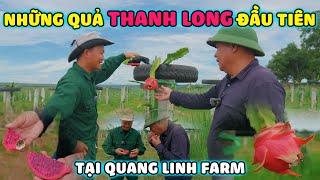 Quanglinhvlogs || Thưởng Thức Những Quả "Thanh Long" Đầu Tiên Tại Quang Linh Farm.