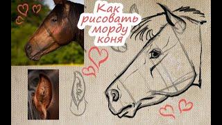 КАК НАРИСОВАТЬ МОРДУ ЛОШАДИ СБОКУ / КРАТКО О ПРОПОРЦИЯХ/