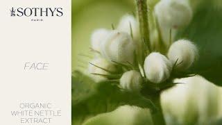 Advanced research: Organic white nettle extract - Active ingredient | Sothys