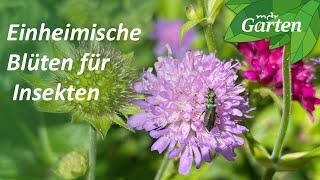 Insekten fliegen am liebsten auf einheimische Blühpflanzen | MDR Garten
