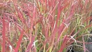 Imperata cylindrica 'Rubra' - Japanese Blood Grass