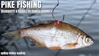 Pike Fishing - Dead Baits & Barbless Circle hooks.