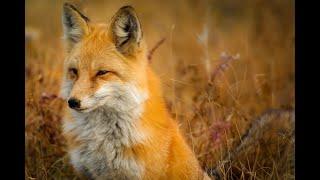 Обыкновенная лисица и интересные факты о ней