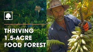 Incredible 1.5-Acre Syntropic Food Forest with Over 250 Plant Species | The Food Forest Farmers