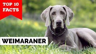 Weimaraner - Top 10 Facts