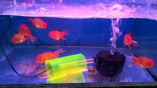 RED cap orange oranda aquarium fish