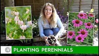 How to plant Perennials (bare roots) - FarmerGracy.co.uk