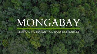 Mongabay | News and inspiration from nature's frontline