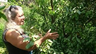 The Benefits of Autumn Olives in the Food Forest - Permaculture Nordic Food Forest