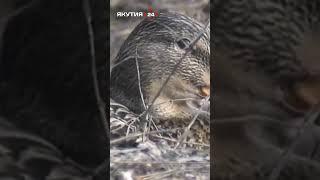 Утки, весна, отпуск - идеальное комбо #якутия