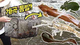 통발 설치 1주일! 독침 퉁가리, 대왕 줄새우가 들어왔다!