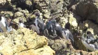 Living with Rockhopper Penguins on Pebble Island, Falkland Islands