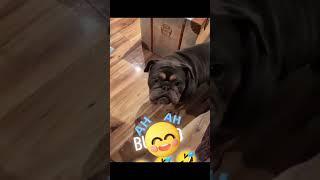 Ворюги, когда нельзя, но очень хочется #рек #смешныесобаки#pets #dog