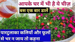 Portulaca plant care & Growing tips. Fertilizer for portulaca.Homemade fertilizer for portulaca.