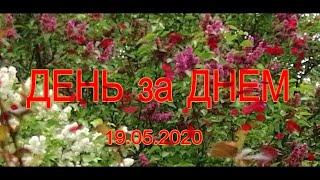 ДАЧНЫЙ СЕЗОН. ДЕНЬ ЗА ДНЕМ. 19 05 2020