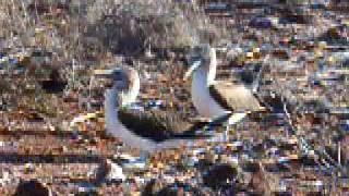 Blue Footed Booby