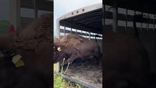 Dunbar coming out hot! #bisonranch #farming #bisonlove #bison #buffalo #farm #oklahoma