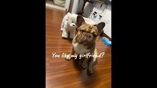 cute dog sex mating with realistic sex toys for dogs.|REALISTIC Look && SOUND |stop dog hump #shorts