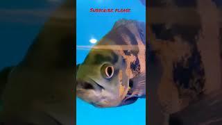 #aquariumfish #ytshorts #enjoybeautifulnature#shorts #viral#reels#viralshorts #beautifulfish#nature