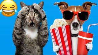 Lustige Hunde und Katzen videos 2025  || Lustige Tiere  Lieblingskatze 