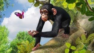 Zoo Tycoon (2013) Gameplay (XBOX 360 HD)