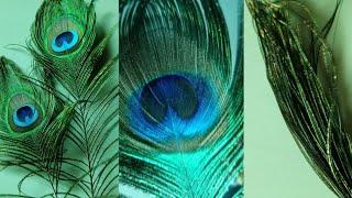 मोर पखं बनाए लडडू गोपाल के लिए |How to make peacock Feather Hand Fan At Home //