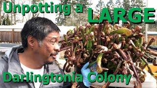 Unpotting a LARGE Darlingtonia Colony