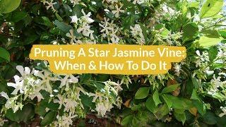 Pruning A Star Jasmine Vine: How & When To Do It / Joy Us Garden