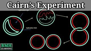 Cairns Experiment | Cairns Technique & Autoradiography |