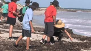 Beach Wrack Blues