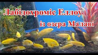 Лабідохроміс Еллоу із озера Малаві