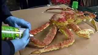 Alaskan King Crab display specimen- part 1 of 3