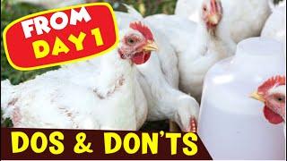 Broiler Poultry Farming - 20 Dos and Don'ts - Profitable Poultry Farm
