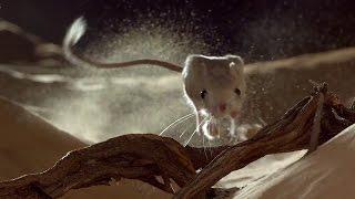 Desert Fox Hunts A Lesser Jerboa | Wild Arabia | BBC Earth