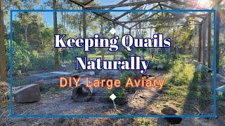 Building Large Aviary from Scratch DIY for Quails and other Birds #quails