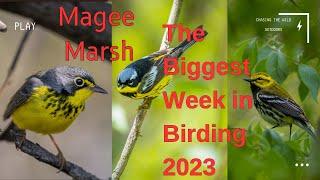 Magee Marsh: The Biggest Week in American Birding 2023